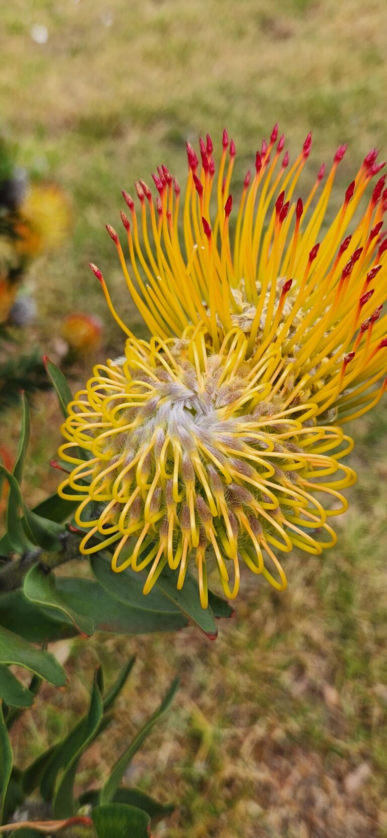 Hawaiian Bouquet Flowers